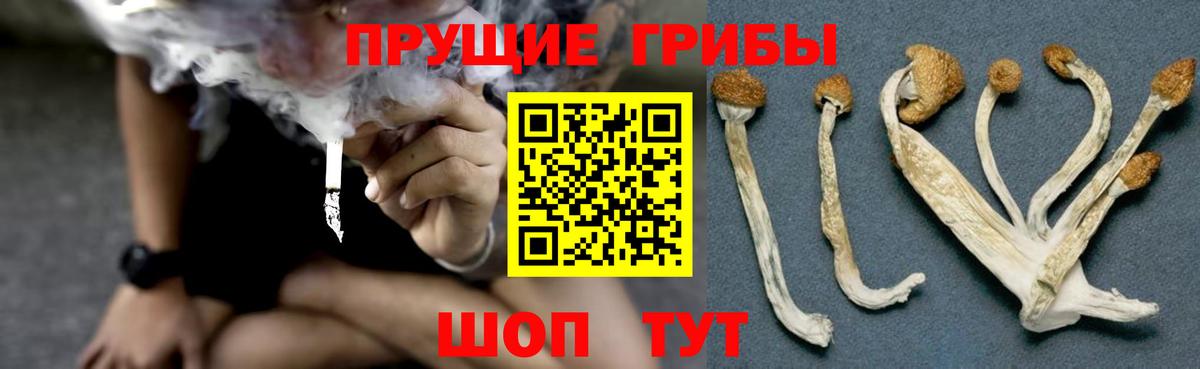 Галлюциногенные грибы Psilocybe Гусев